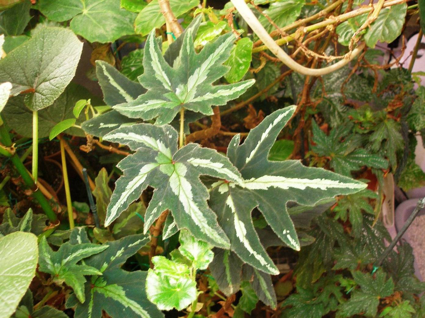 B. leathermaniae